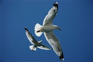 Čajka Jonathan Livingston